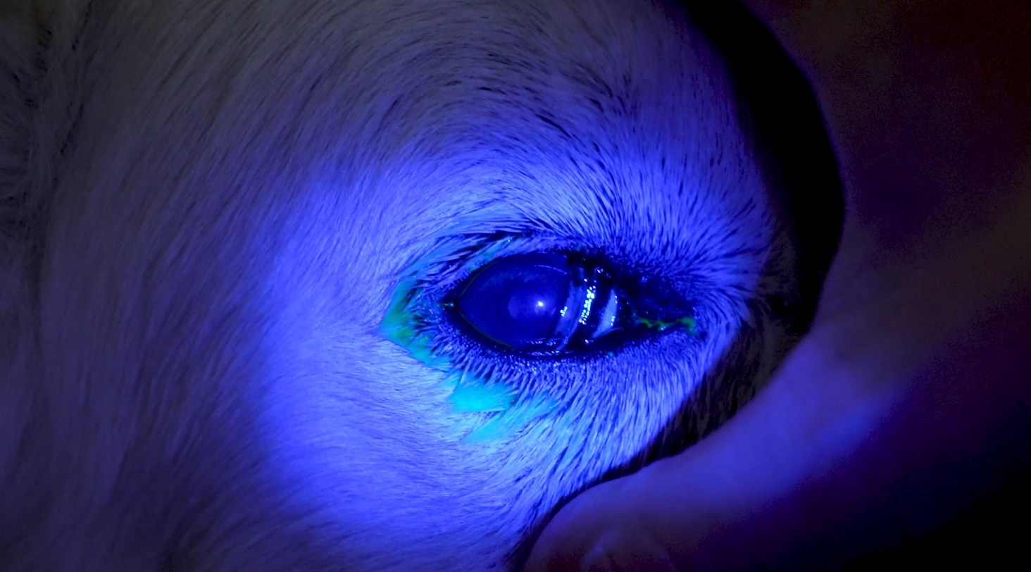 Wie wird ein Fluoreszeintest durchgeführt?
