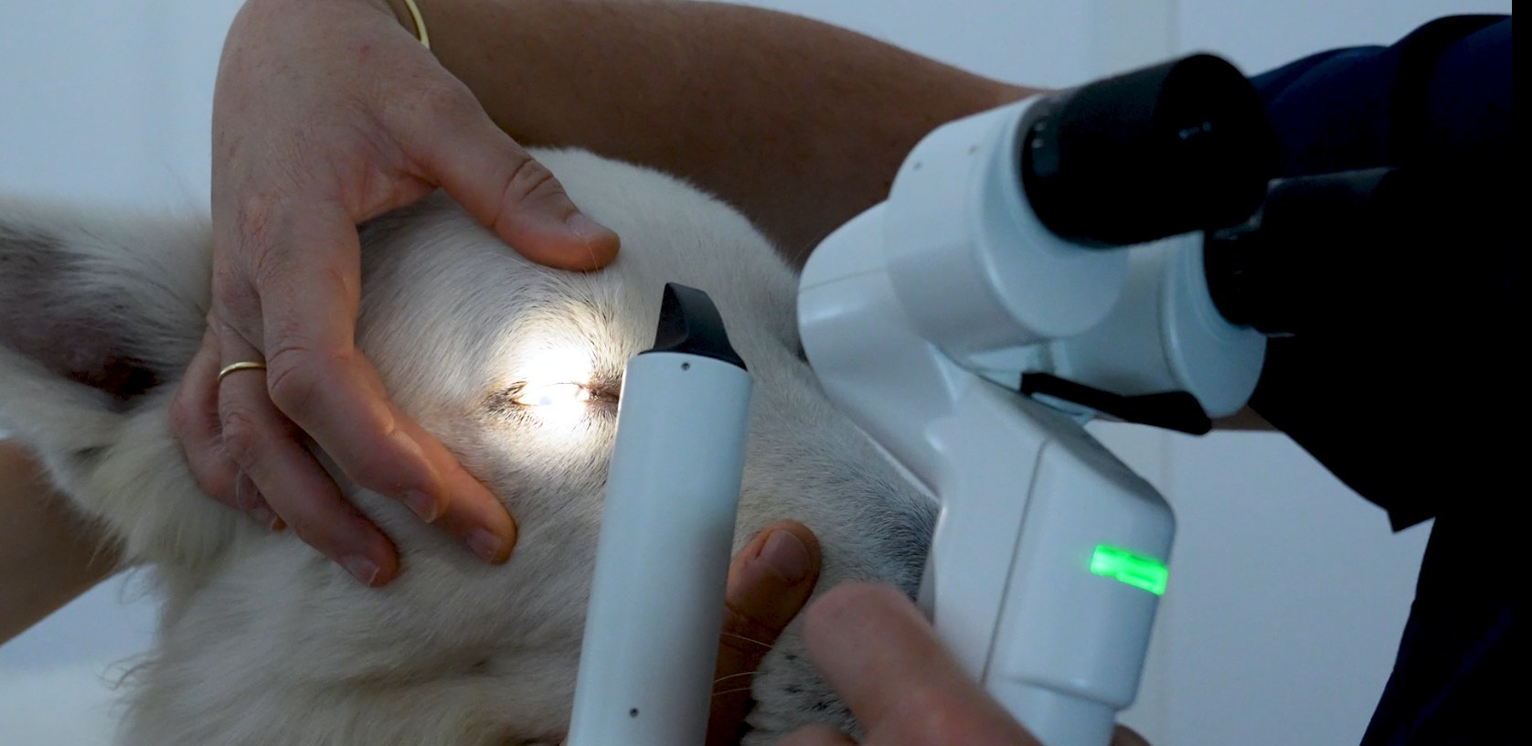 Welche Schritte umfasst die neuroophthalmologische Untersuchung?