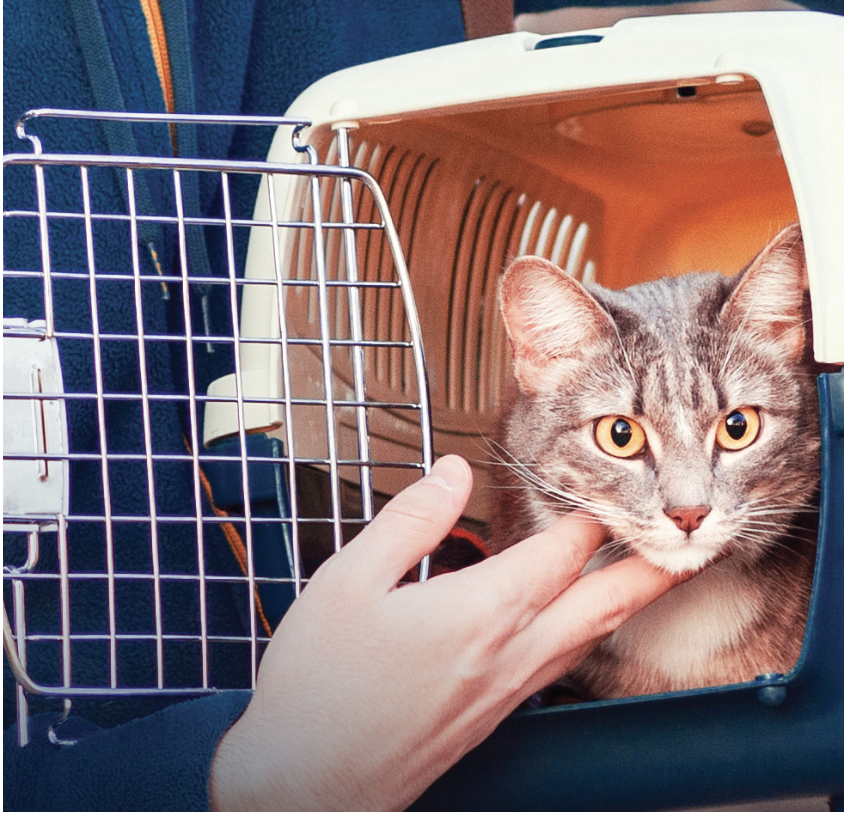 Informationen zu Angst bei Transport und Tierarztbesuch