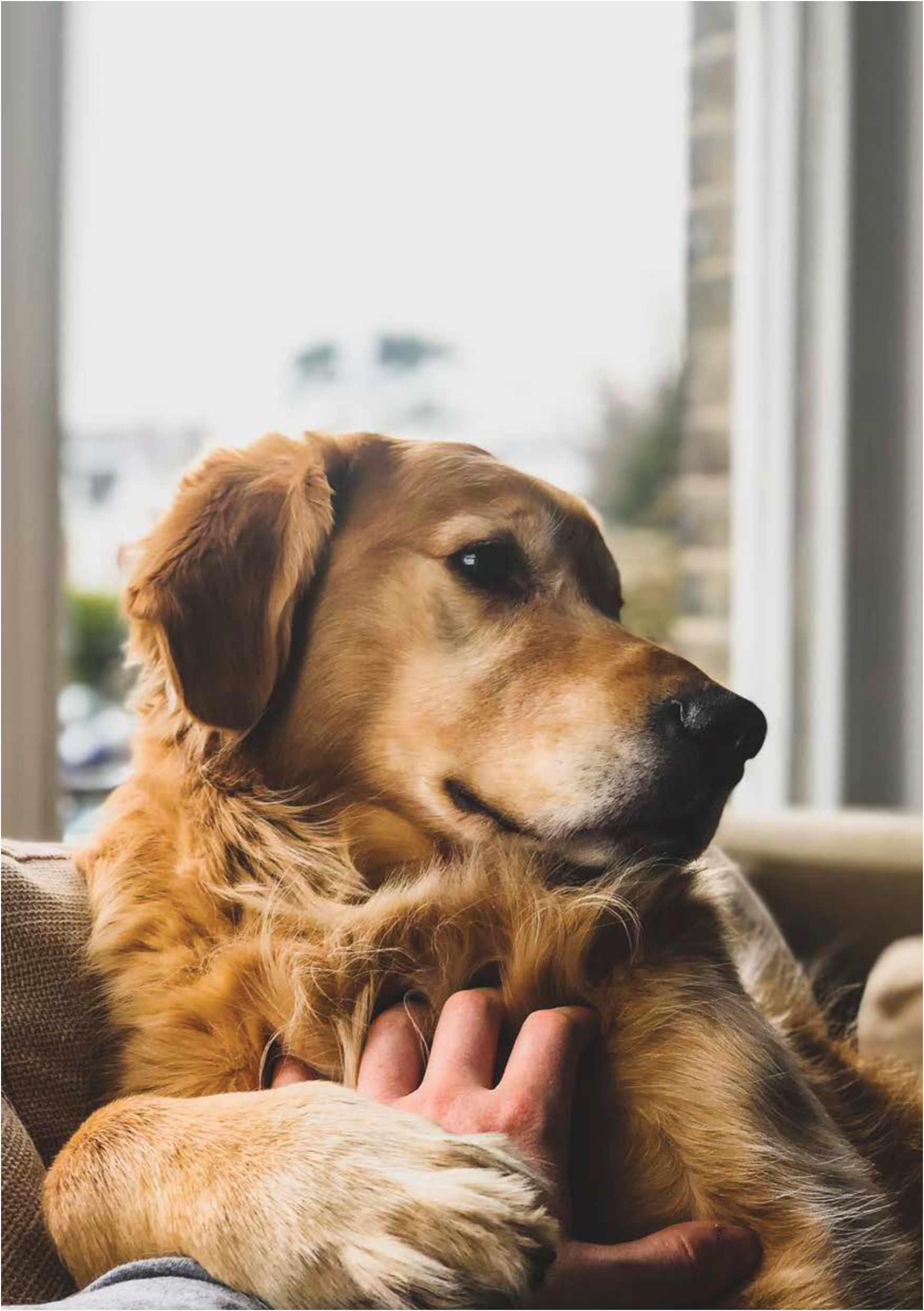 Informationen zu Geräuschsangst bei Hunden