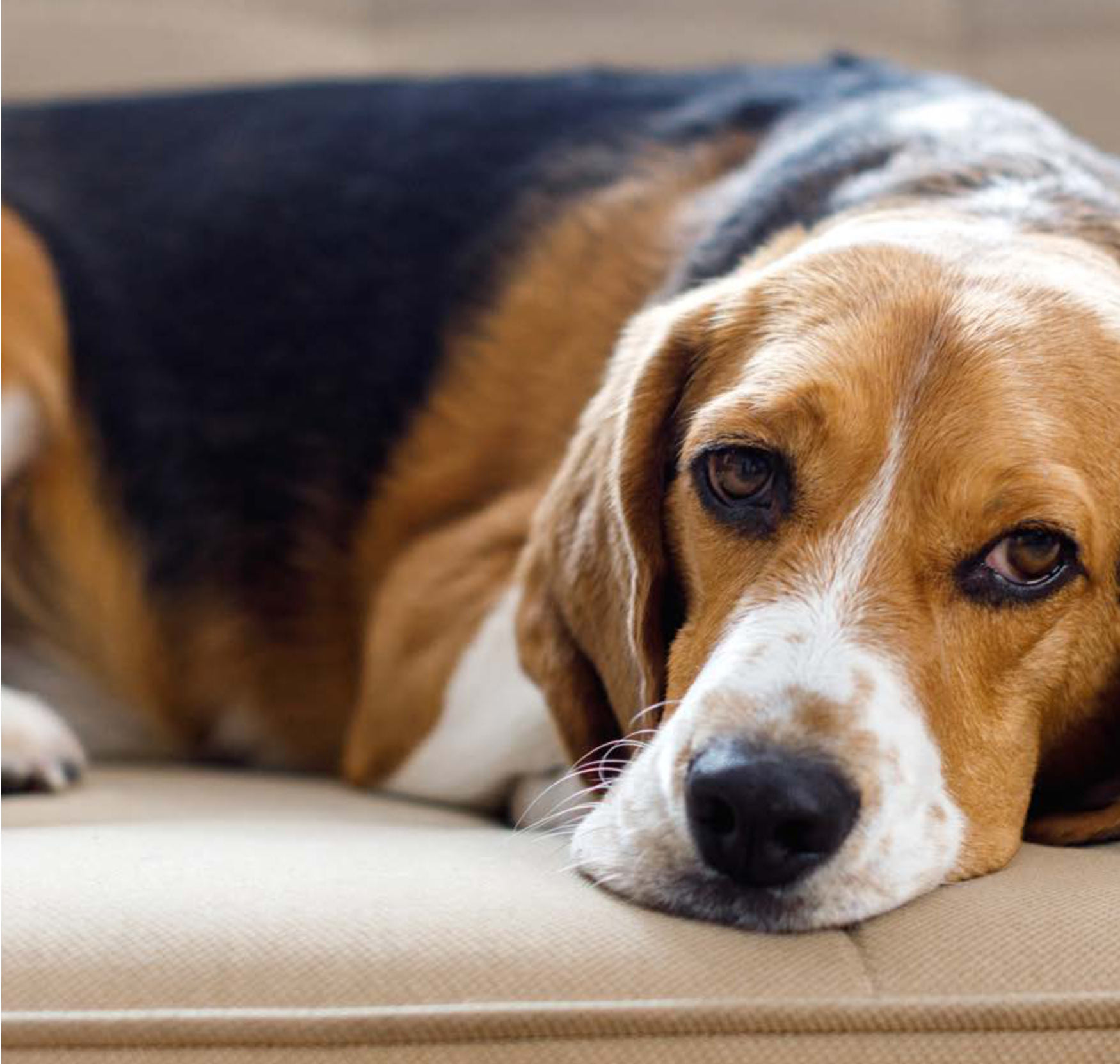Informationen zu Trennungsangst bei Hunden