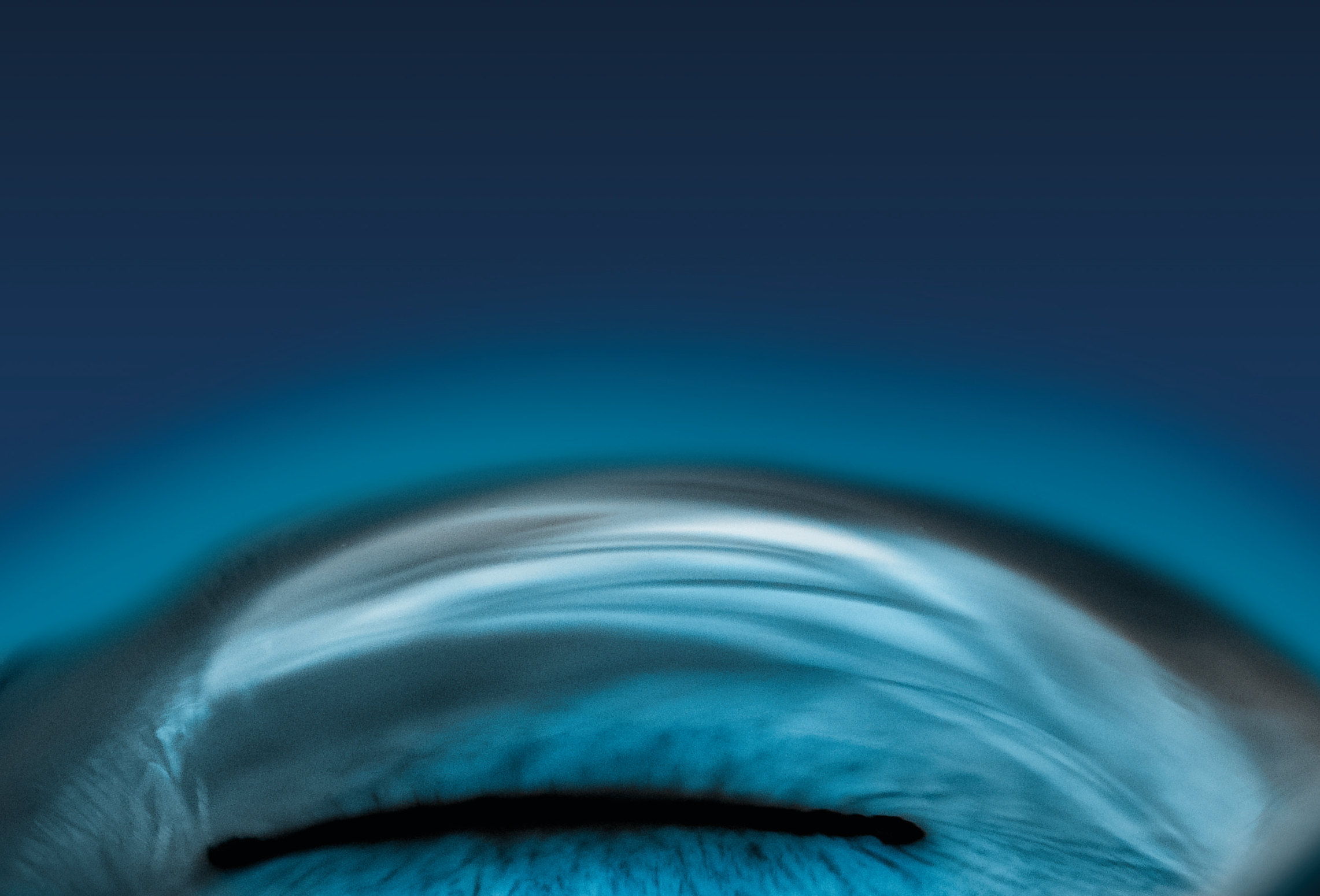 Duomyxin® Vet Detailer