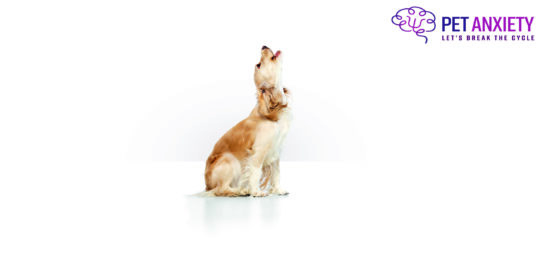 Studio image of beautiful dog, golden english cocker spaniel sitting and howling against white background. Concept of domestic animal, motion, action, pets love, animal life. Copyspace for ad.