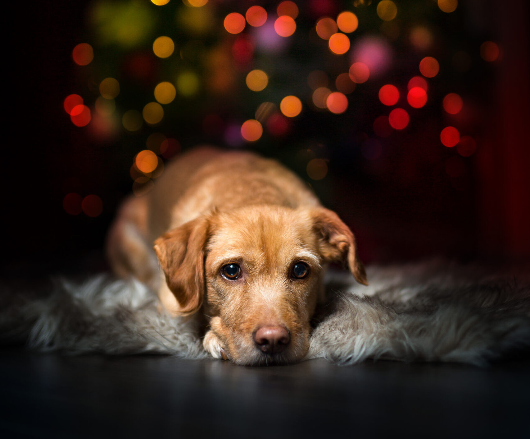 Wissen Sie ob Ihr Hund unter Geräuschsangst leidet? 