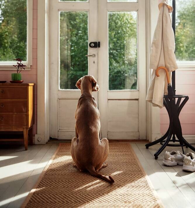 Tessie® Vet Detailer