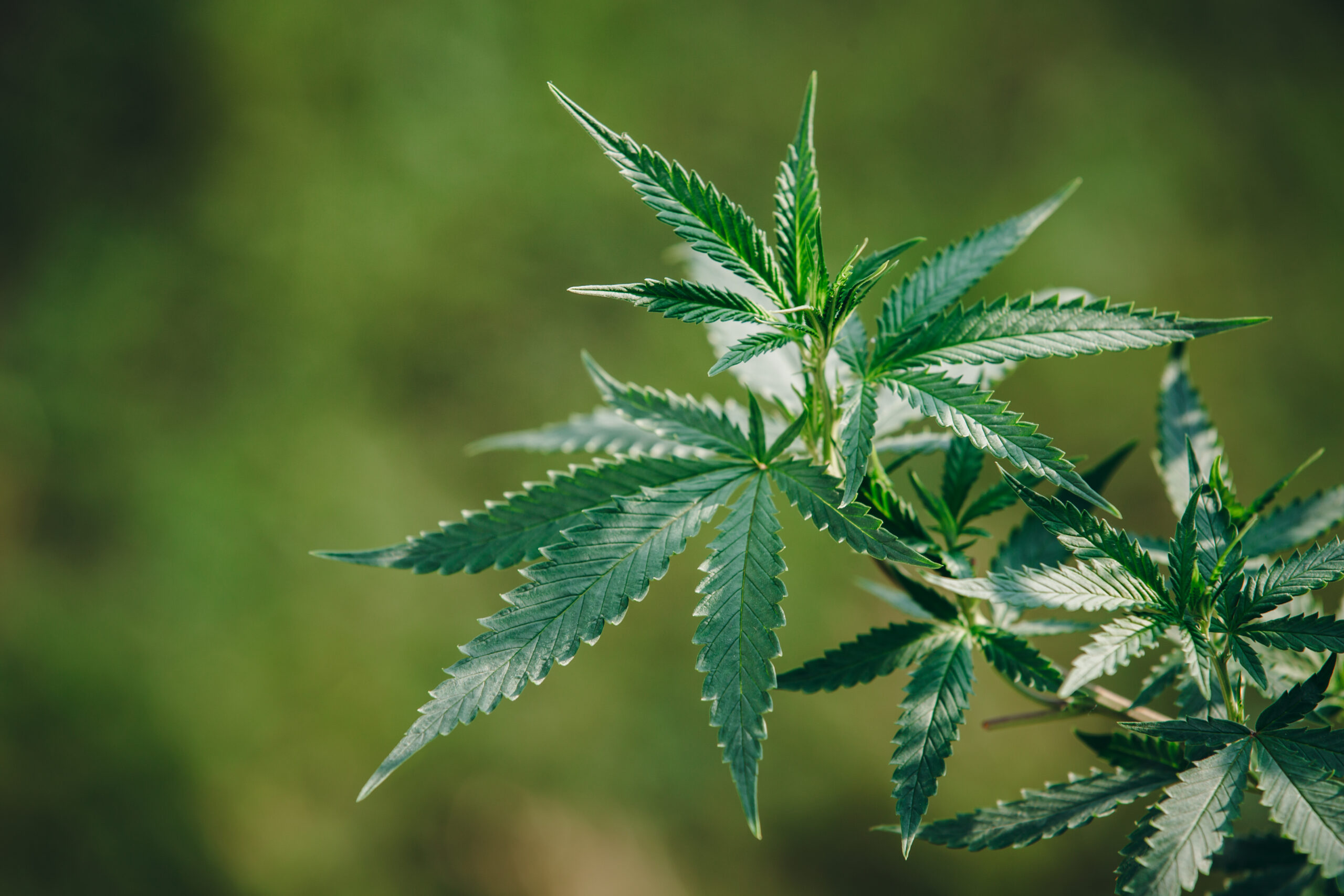 Cannabinoide Leitfaden
