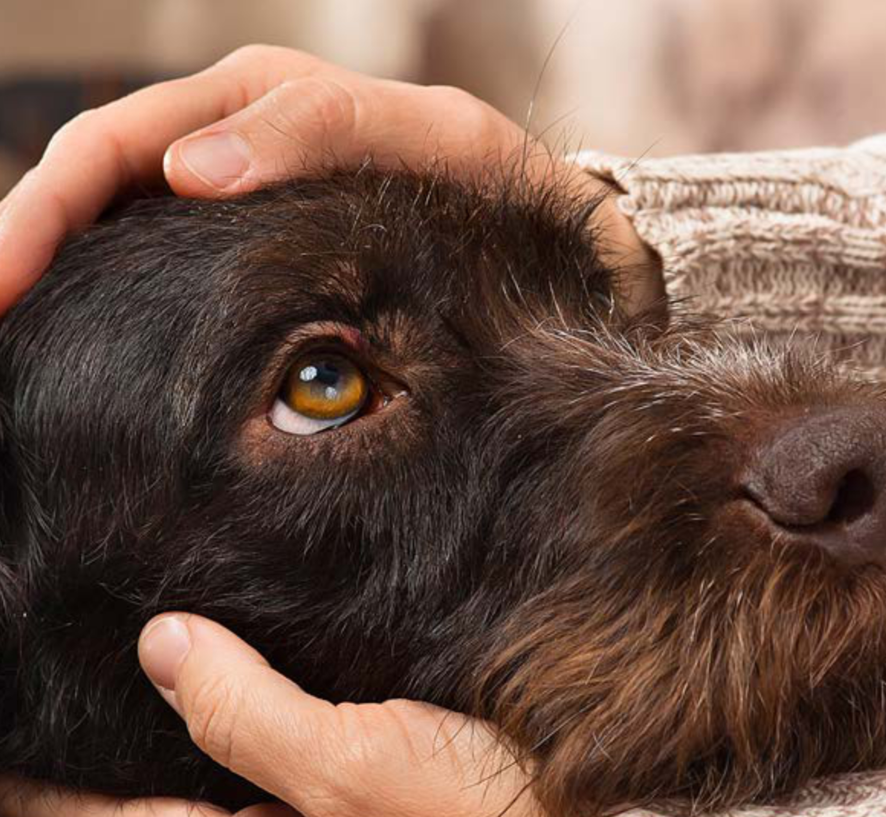 Management des trockenes Auges beim Hund